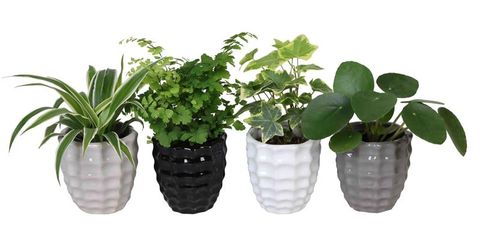 Plantes d'interieur MIX