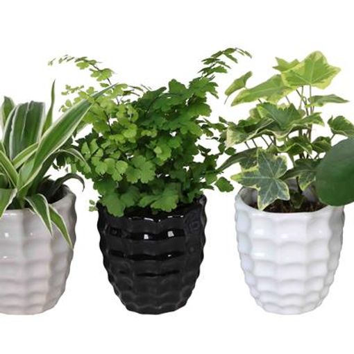 Plantas de interior MIX