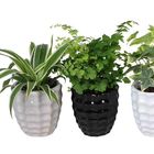 Plantas de interior MIX