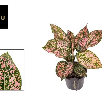 Aglaonema 'Pink Leopard'