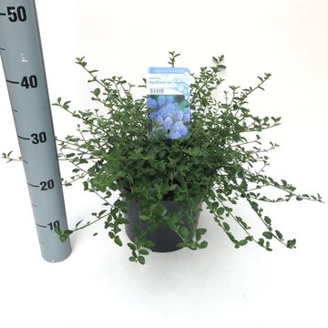 Ceanothus thyrsiflorus repens