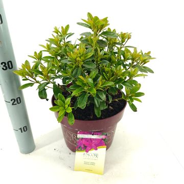 Rhododendron ENCORE AUTUMN PRINCE