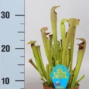 Sarracenia minor