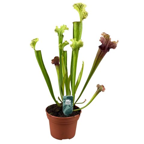 Sarracenia x readii 'Farnhamii'