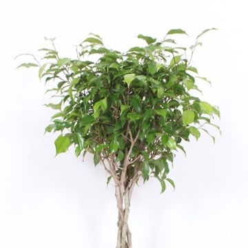 Ficus benjamina 'Экзотика'