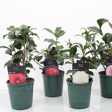 Camellia japonica MIX