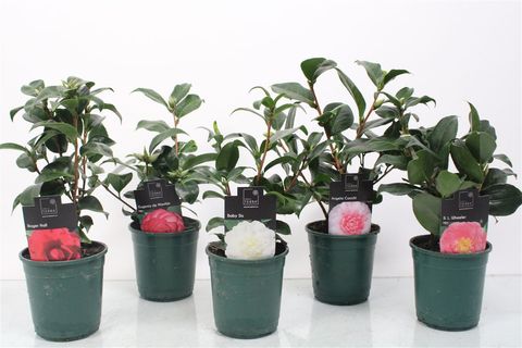 Camellia japonica MIX