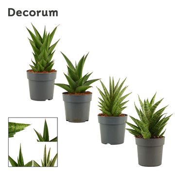 Sansevieria CROWN MIX