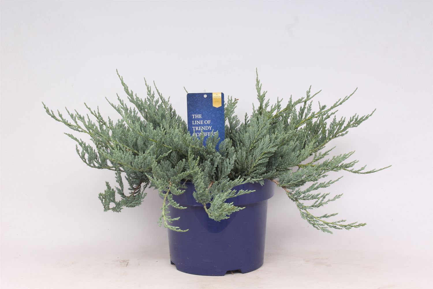 Juniper blue chip plant