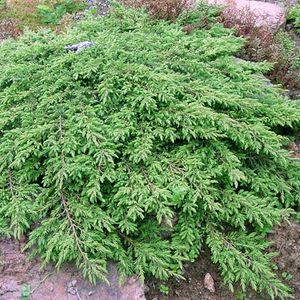 Juniperus communis 'Green Carpet' (Bremmer Boomkwekerijen)