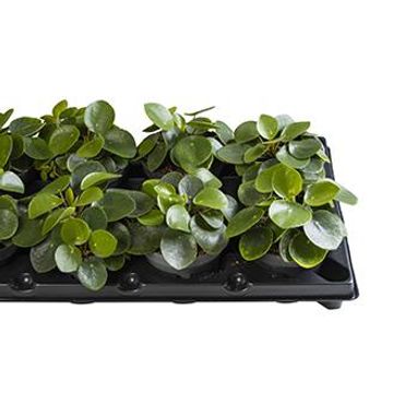 Pilea peperomioides