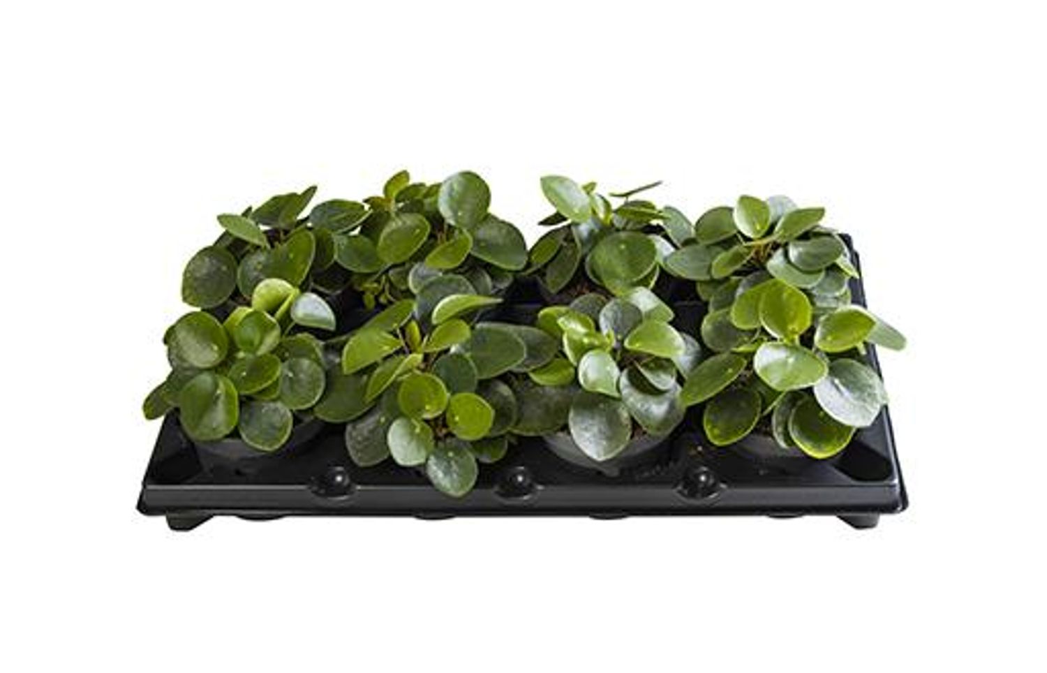 Pilea Peperomioides — Plant Wholesale FlorAccess