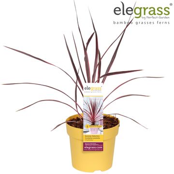 Cordyline australis CHARLIE BOY