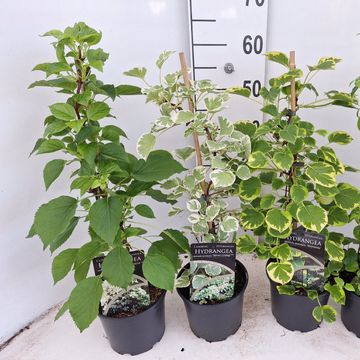 Hydrangea petiolaris MIX
