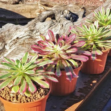 Aeonium 'Mardi Gras'