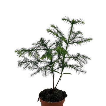 Araucaria heterophylla