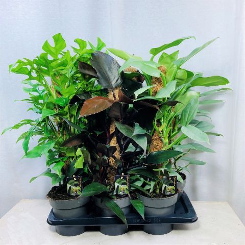 Philodendron MIX