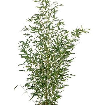 Phyllostachys bissetii