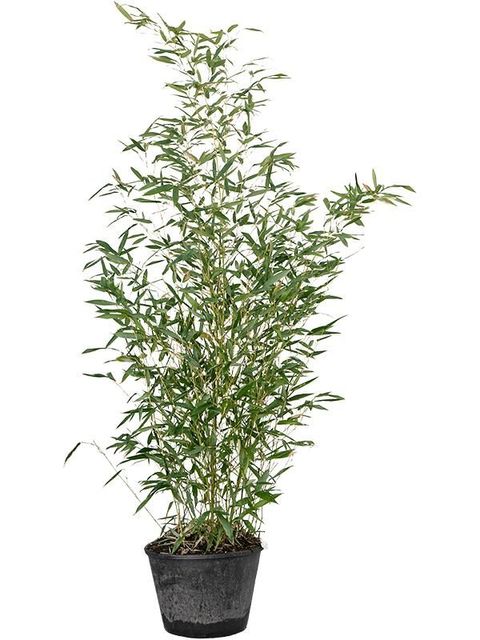 Phyllostachys bissetii