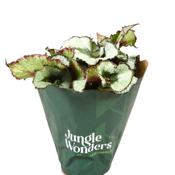 Begonia JUNGLE WONDER ESCARGOT