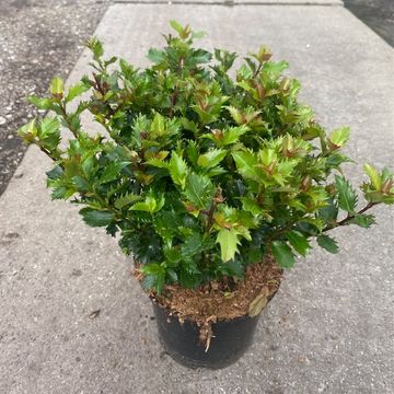 Ilex x meserveae LITTLE RASCAL