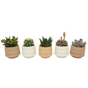 Cactus / Succulents MIX