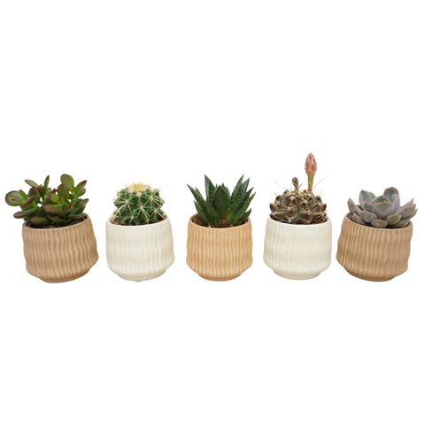 Cactus / Succulents MIX