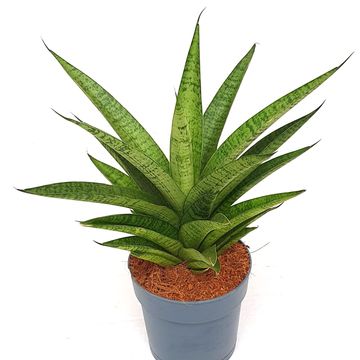 Sansevieria 'Tough Lady'