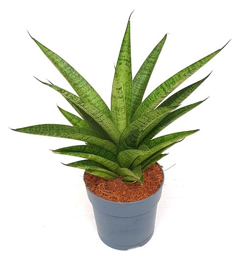 Sansevieria 'Tough Lady'