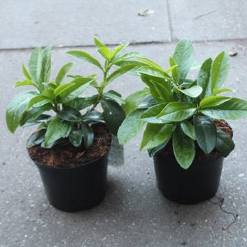 Prunus laurocerasus 'Mount Vernon'