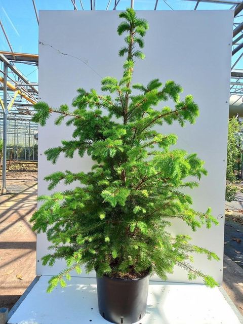 Pseudotsuga menziesii