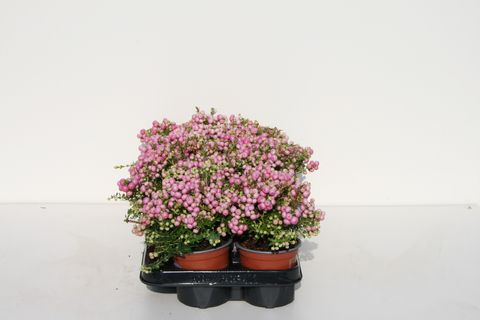 Gaultheria mucronata