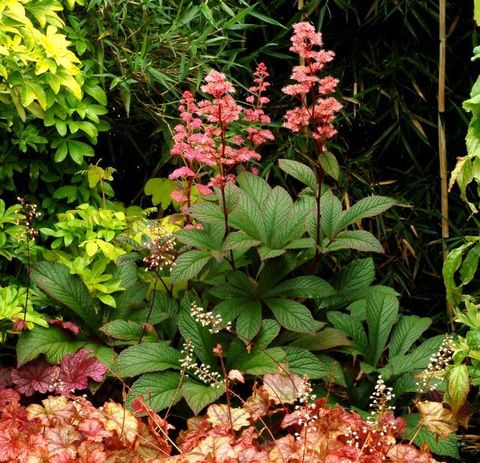 Rodgersia 'Bronze Peacock'