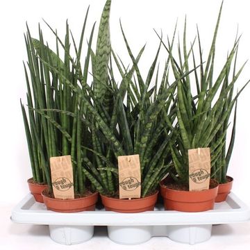 Sansevieria MIX