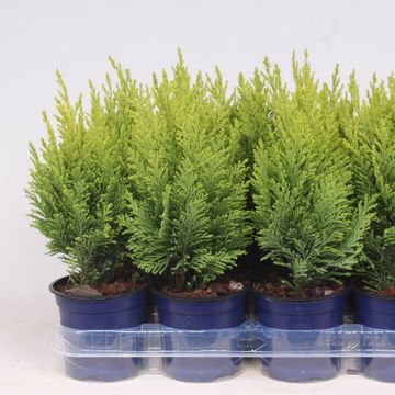 Chamaecyparis lawsoniana 'Ellwood's Empire'