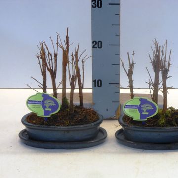 Metasequoia glyptostroboides