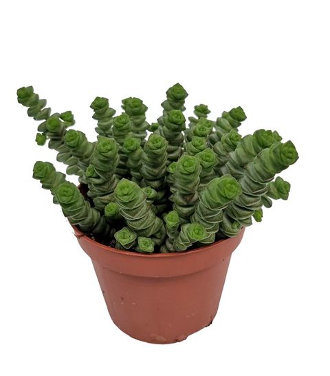 Crassula marnieriana 'Hottentot'