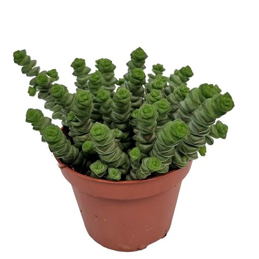 Crassula marnieriana 'Hottentot'