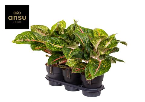 Aglaonema 'Spring Red'