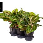 Aglaonema 'Spring Red'