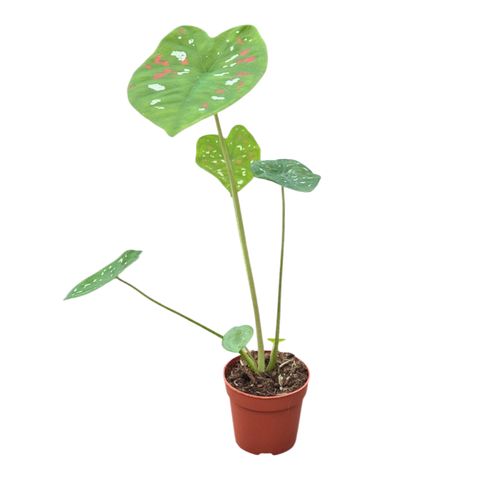 Caladium bicolor 'Florida Clown'