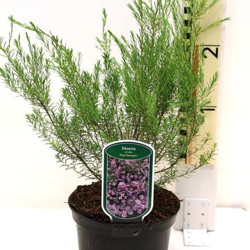 Diosma hirsuta 'Pink Fountain'