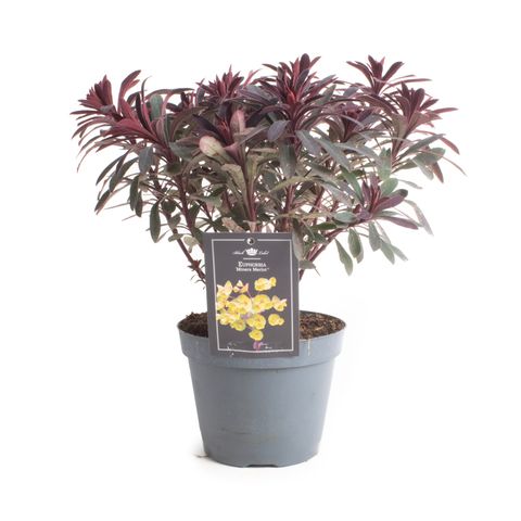 Euphorbia MINER'S MERLOT