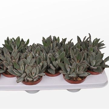 Kalanchoe tomentosa