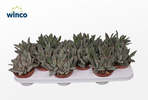Kalanchoe tomentosa