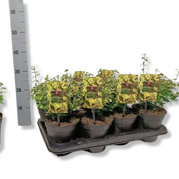 Euonymus fortunei 'Emerald 'n' Gold'