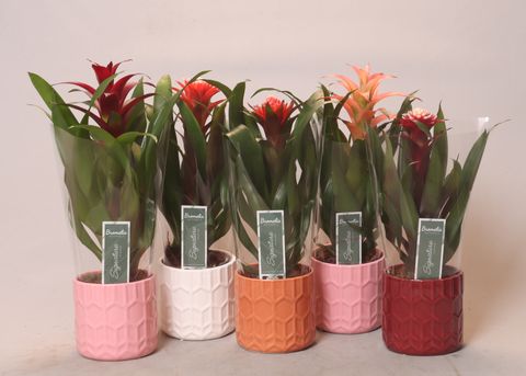 Bromelia MIX