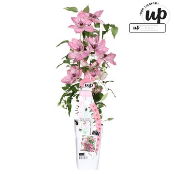 Clematis SARAH ELIZABETH