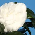 Camellia japonica 'Matterhorn'