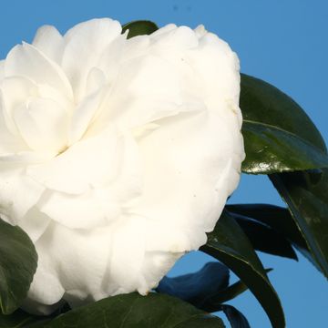 Camellia japonica 'Маттерхорн'